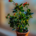 Kalanchoe in the late afternoon  by randystreat