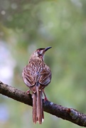 17th Feb 2025 - Wattle Bird