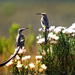 Early morning light by ludwigsdiana