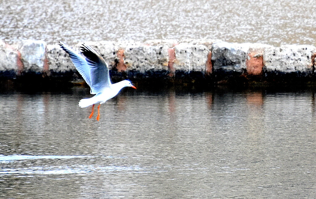 GULL WITH A DIFFERENCE by sangwann