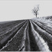 Furrowed field.     by beryl