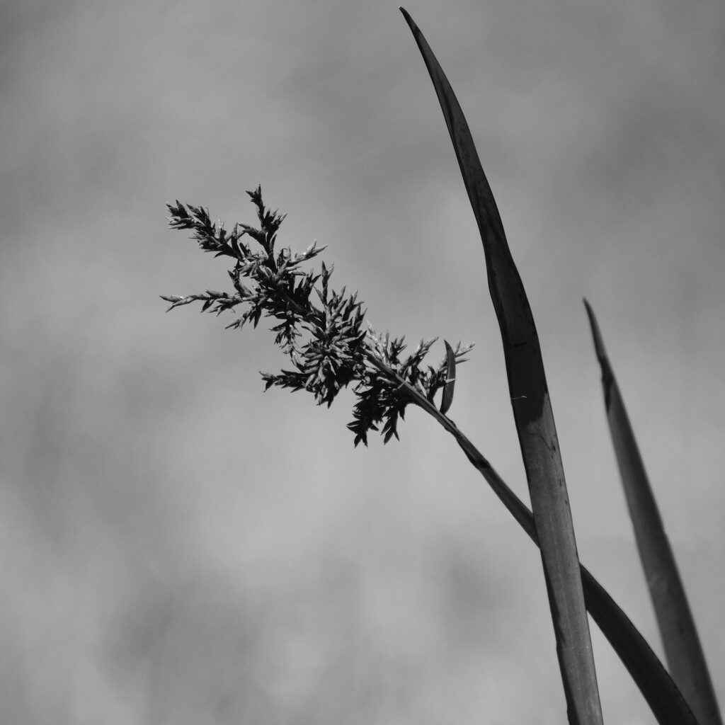 Sedge P2061139 by merrelyn