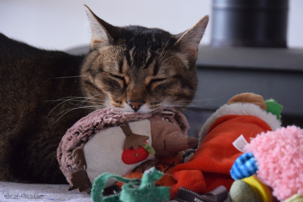 nap with the hedgehog by parisouailleurs