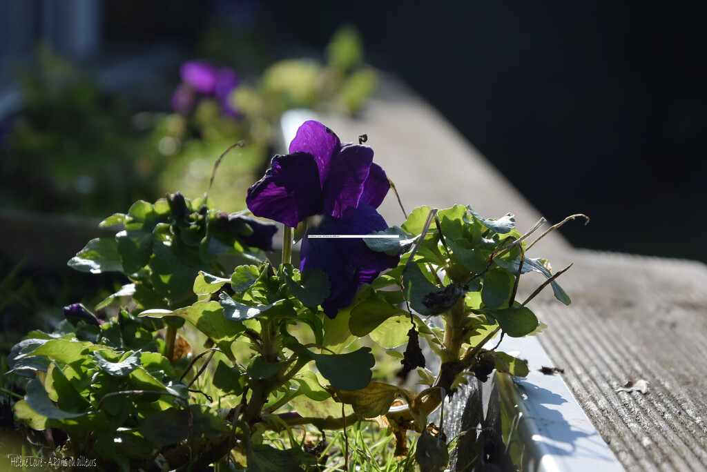 viola by parisouailleurs