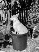 17th Feb 2025 - Make sure to Water Your Chihuahua