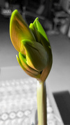 17th Feb 2025 - lightX