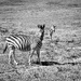 Zebra  by salza