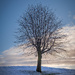Lone tree by helstor365