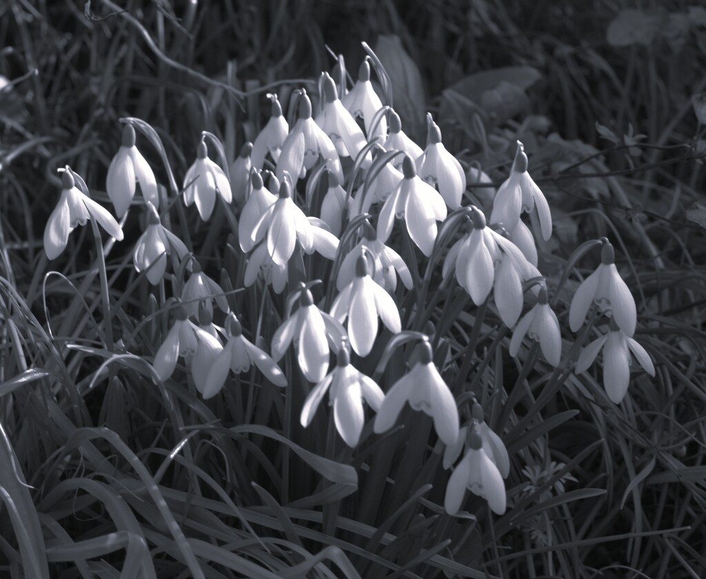 For17 composition by busylady