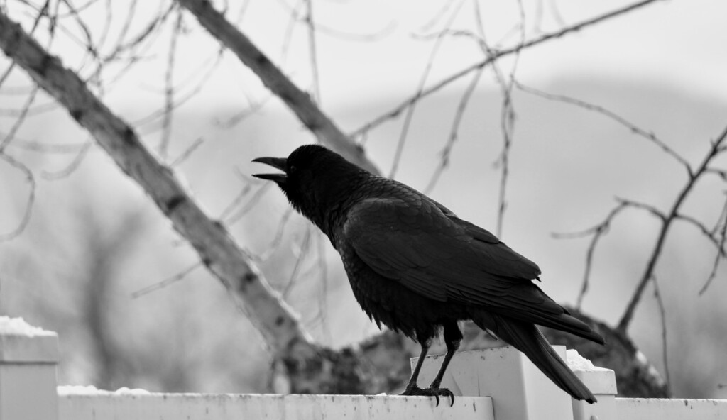Caught Singing... - FOR2025 by bjywamer
