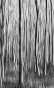 15th Feb 2025 - Woodland ICM