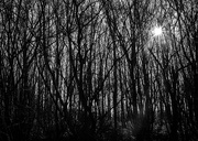 16th Feb 2025 - Mono sunburst