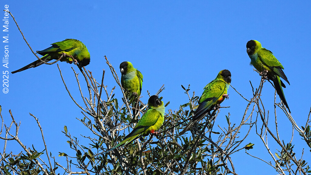 Parakeet Party by falcon11