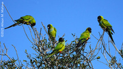 17th Feb 2025 - Parakeet Party