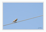 17th Feb 2025 - Perched Above