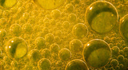17th Feb 2025 - Oil and Water, Just Don't Mix!