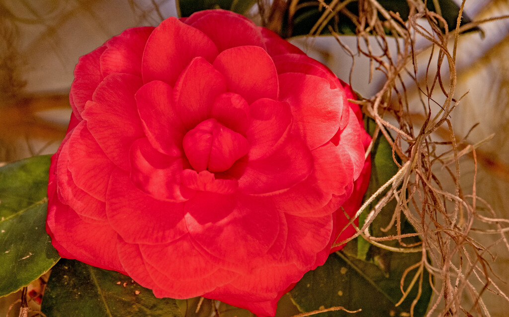The Camellia's Are Really Blooming Now! by rickster549