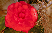 17th Feb 2025 - The Camellia's Are Really Blooming Now!