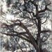 Coast Live Oak