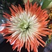 Bouquet Close Up by dailypix