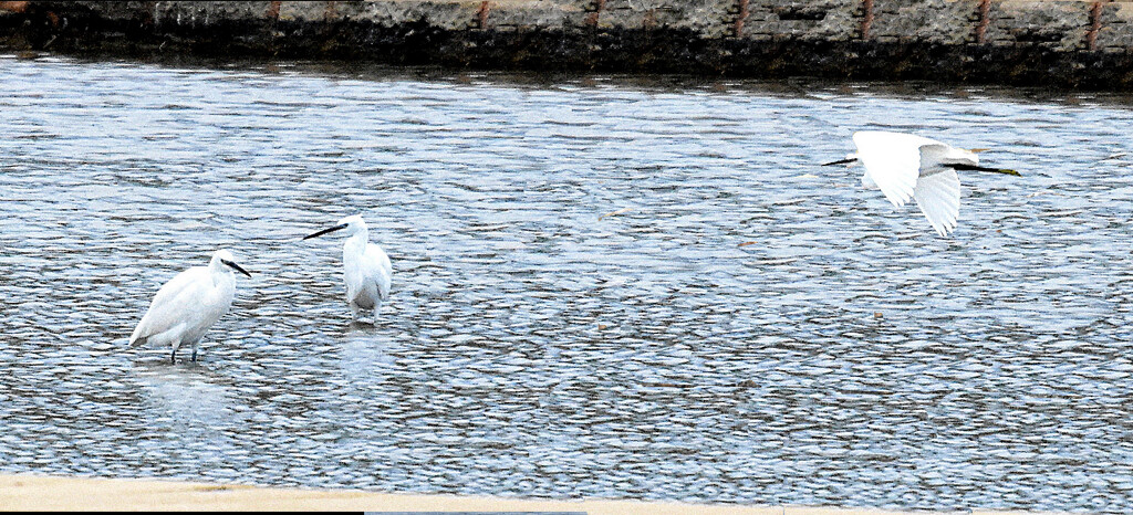 THREE EGRETS by sangwann