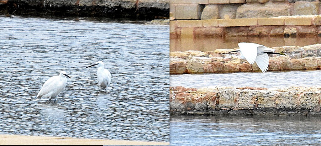 THREE EGRETS (2) by sangwann