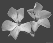 18th Feb 2025 - Pelargonium