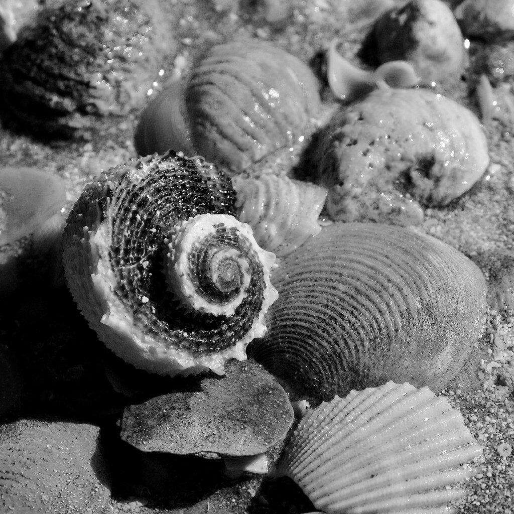Textures At The Beach P8013125 by merrelyn