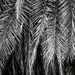Palm Fronds by cocokinetic