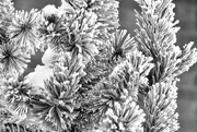 18th Feb 2025 - Frosted Evergreens - FOR2025