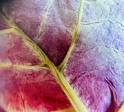 18th Feb 2025 - Poinsettia Leaf