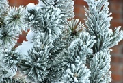 18th Feb 2025 - Frosted Evergreens - Color version