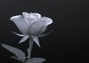 18th Feb 2025 - For18 composition