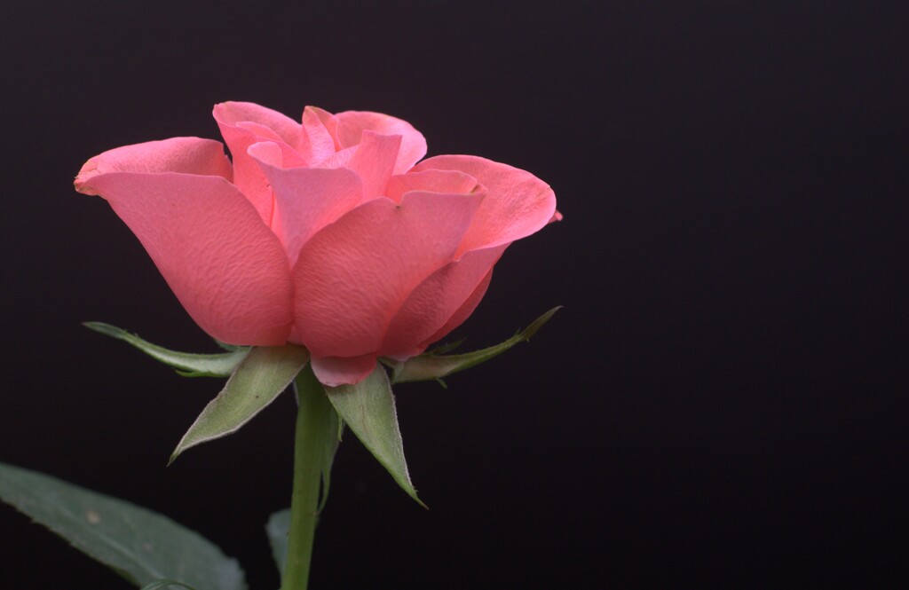single rose by busylady