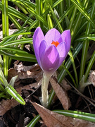 18th Feb 2025 - Sun at Last