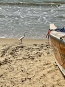 11th Feb 2025 - Aigret in Negombo. 