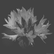 19th Feb 2025 - Cornflower