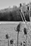 17th Feb 2025 - Teasel