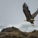 Bald Eagle Take Off  by jgpittenger