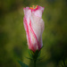 Pretty in Pink by photohoot