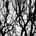 《墨韻天成》 _ Nature Resonance (46/365)