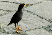 12th Feb 2025 - Javan myna