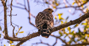 18th Feb 2025 - Red Shouldered Hawk Checking Things Out!