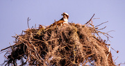 18th Feb 2025 - Looks Like the Osprey's Are Coming Back!