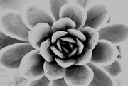 19th Feb 2025 - Nature's Symmetry