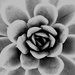 Nature's Symmetry by leggzy