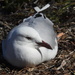 Resting seagull by jeneurell