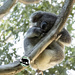 I'm all koala by koalagardens