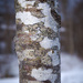 Tree trunk by helstor365
