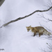 Day42: A winter wanderer by aprilfengchaigmailcom
